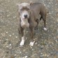Me gustaria saber si mi pitbull es de raza,en la foto aqui tiene 9 meses y es hembra